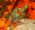   Night dive Cozumel. Canon A640 Housing Olympus Slave Strobe. Cozumel Strobe  
